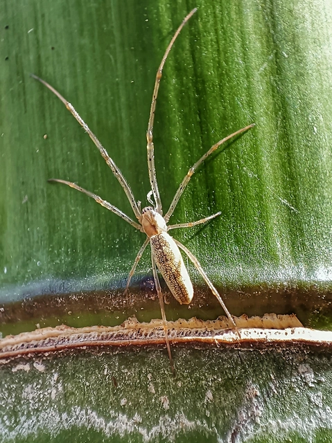 Tetragnatha