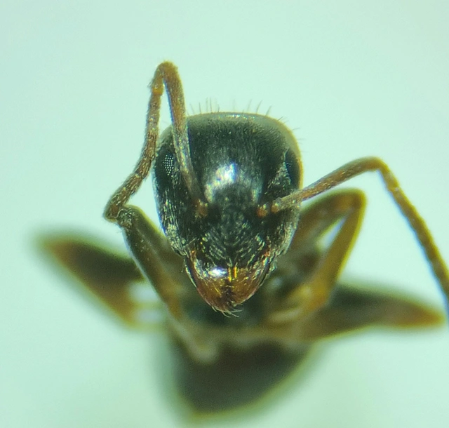 Lasius alienus - kövi feketehangya