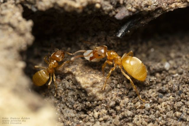 Lasius flavus - gyakori borostyánhangya