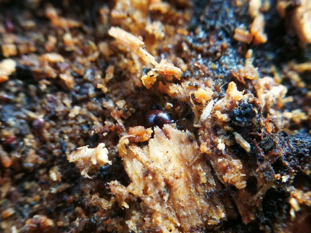 Abraeus perpusillus