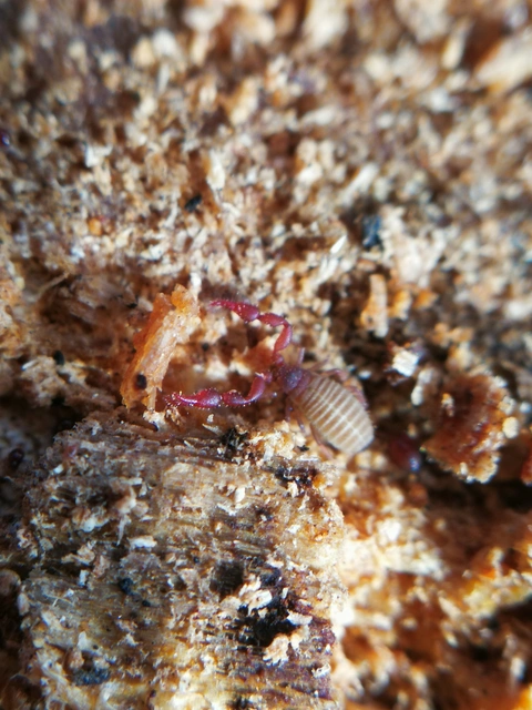 Pseudoscorpionida - Álskorpiók