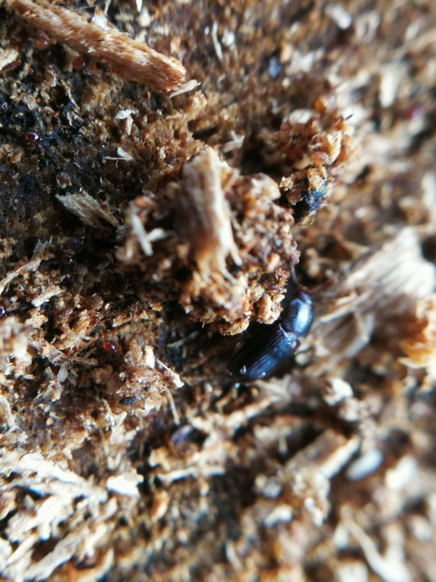 Cerylonidae - kéregbogárfélék Cerylonidae - kéregbogárfélék