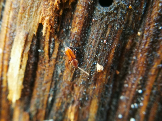 Laemophloeidae - szegélyeslapbogár-félék