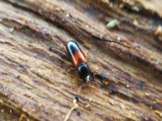 Corticeus fasciatus - öves kéregbújó