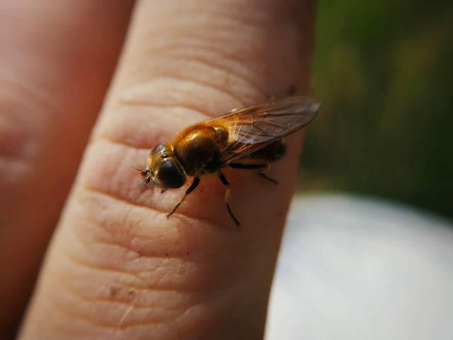 Cheilosia
