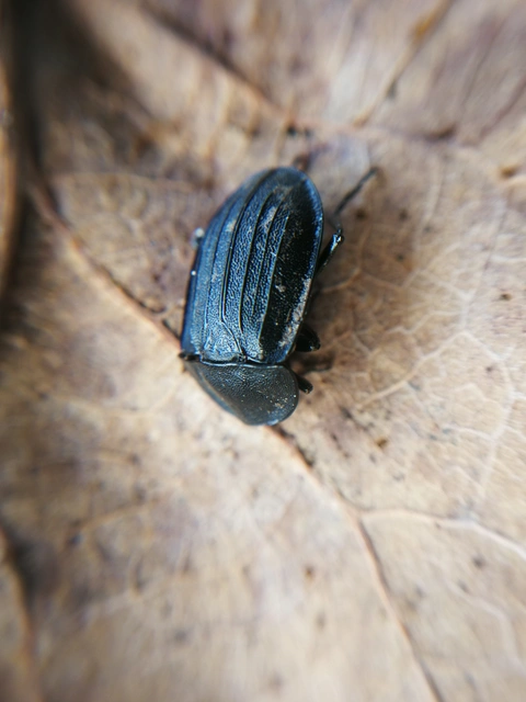 Phosphuga atrata - bordás csigarabló