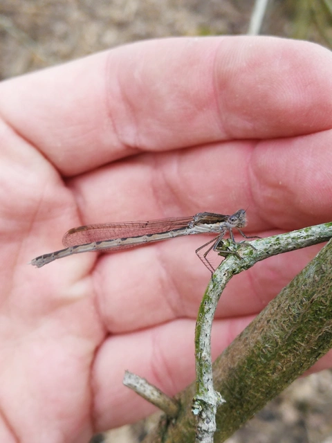 Sympecma fusca - téli rablószitakötő