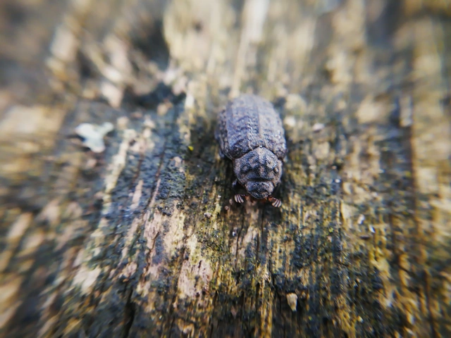Trox sabulosus - közönséges irhabogár
