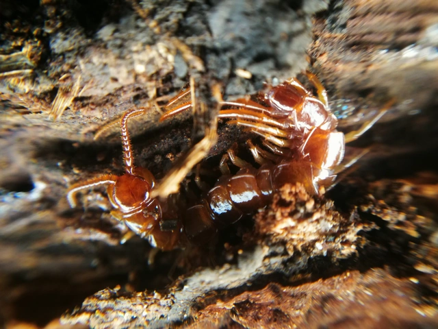 Chilopoda - Százlábúak