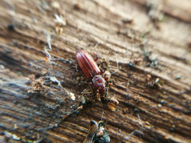 Bothrideres bipunctatus - szívnyakú humuszbogár