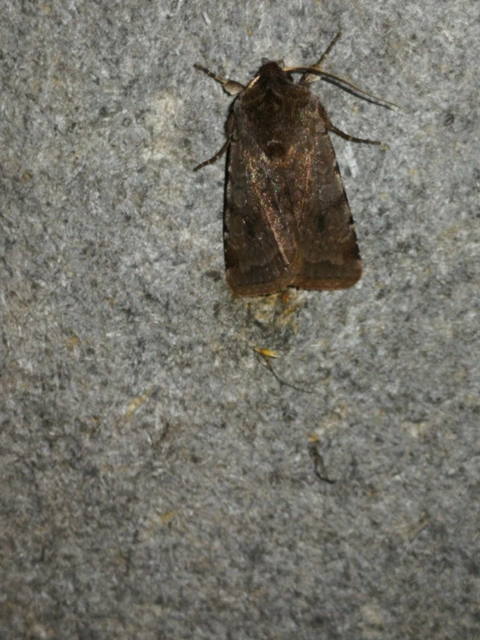 Cerastis rubricosa - vörhenyes tavaszibagoly