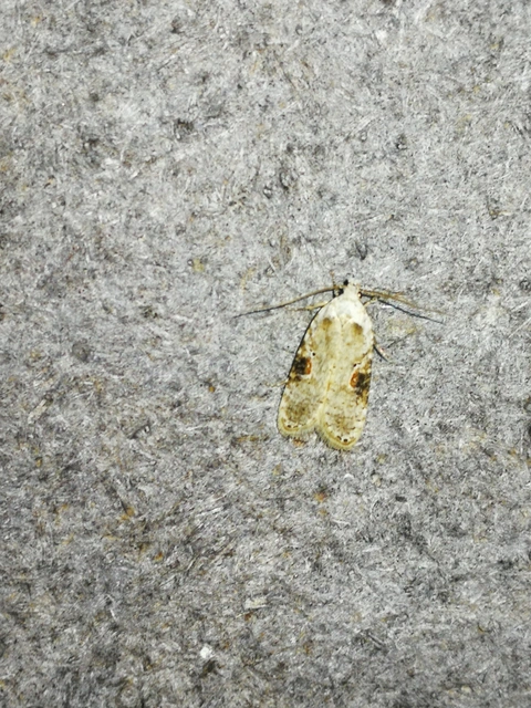Agonopterix alstromeriana - bürök-laposmoly