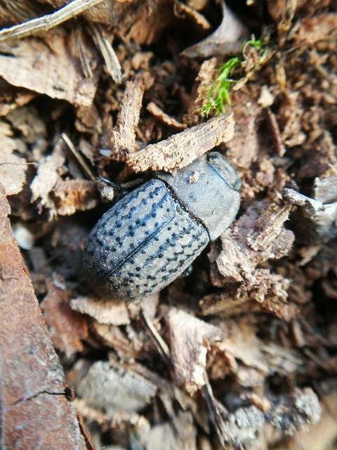 Opatrum sabulosum - sároshátú gyászbogár