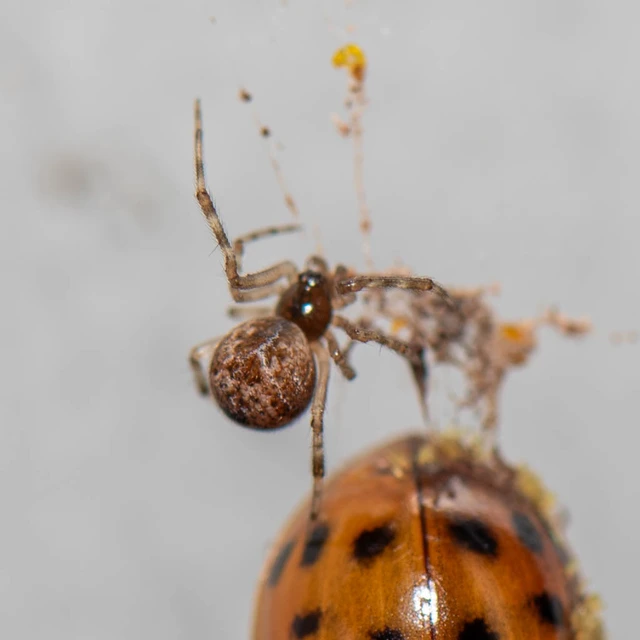 Parasteatoda tepidariorum - üvegházi törpepók