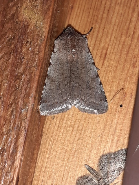 Cerastis rubricosa - vörhenyes tavaszibagoly