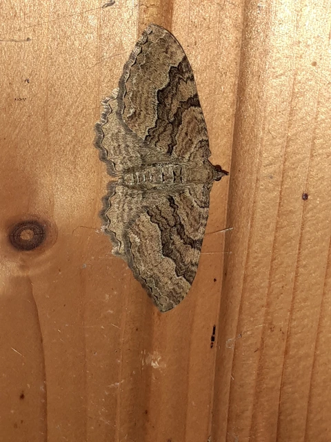 Hydria cervinalis - őzbarna araszoló