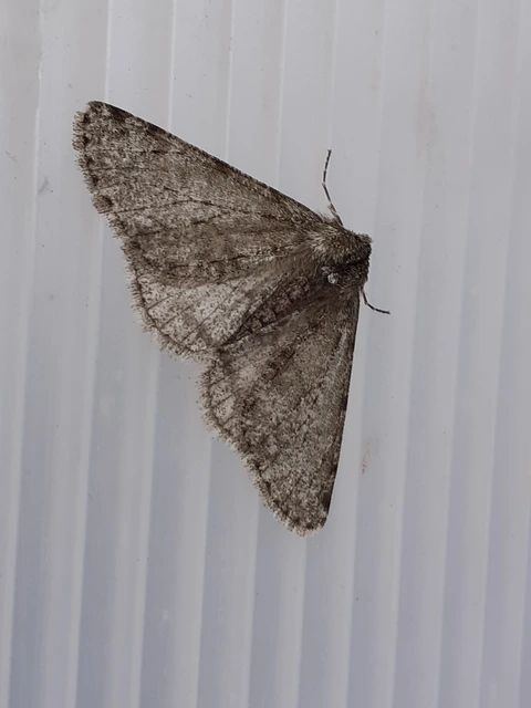 Apocheima pilosaria - zöldes tavasziaraszoló