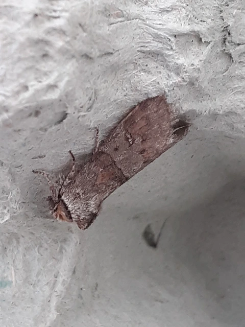 Asphalia ruficollis - vörösnyakú pihésszövő