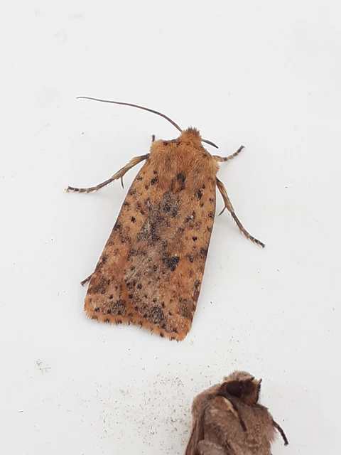 Conistra rubiginea - vörös őszibagoly
