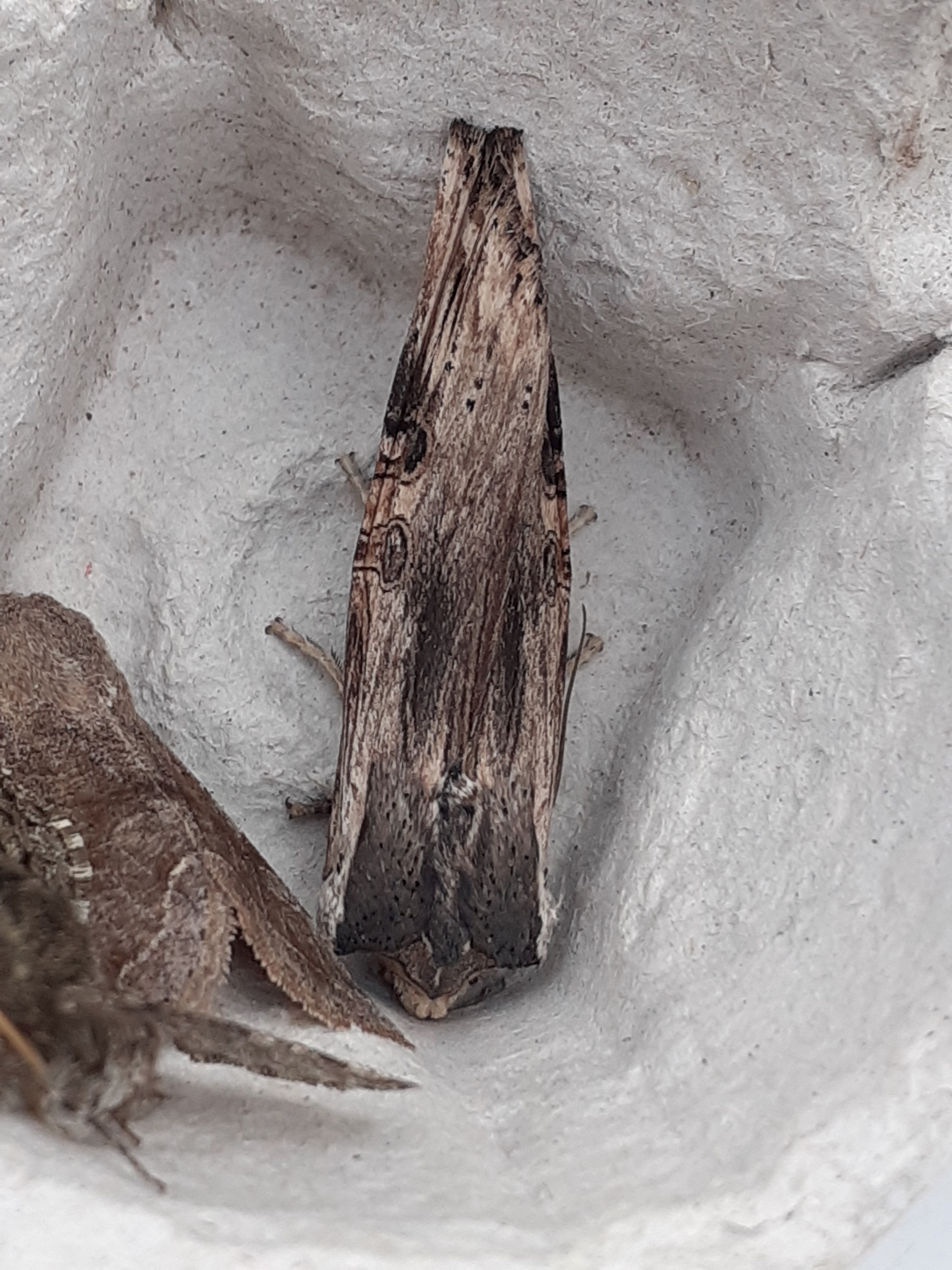 Xylena exsoleta - szürke fabagoly