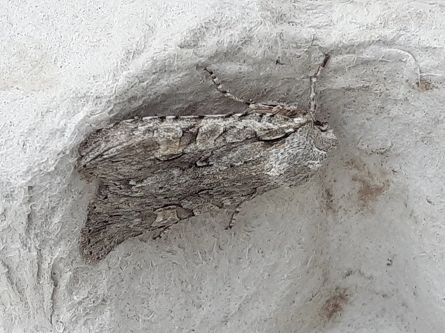 Lithophane ornitopus - közönséges fabagoly