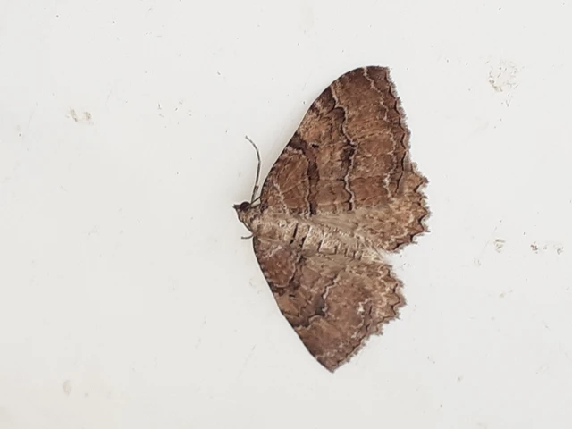 Hydria cervinalis - őzbarna araszoló