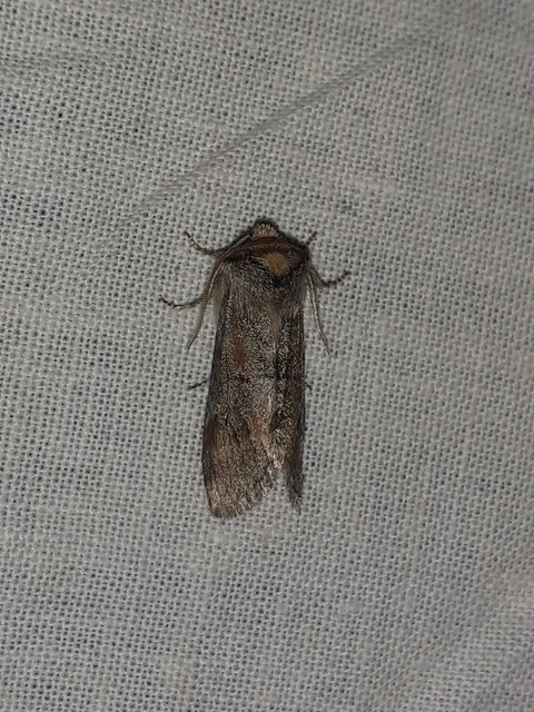 Asphalia ruficollis - vörösnyakú pihésszövő