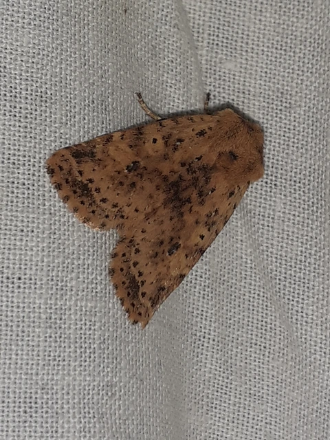 Conistra rubiginea - vörös őszibagoly