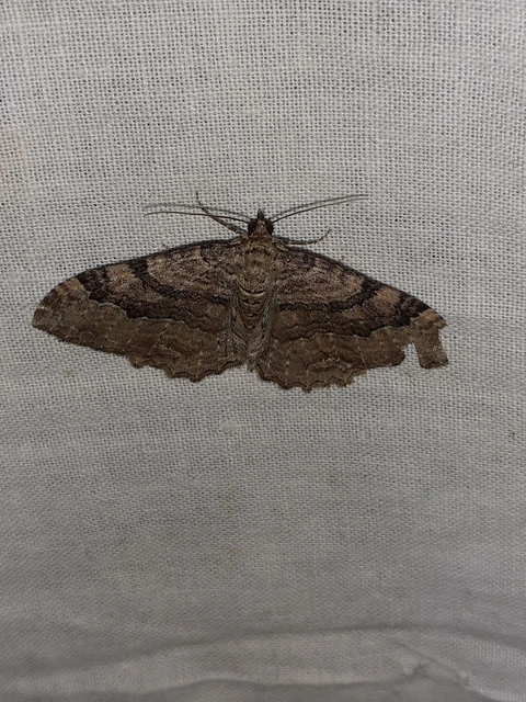 Hydria cervinalis - őzbarna araszoló