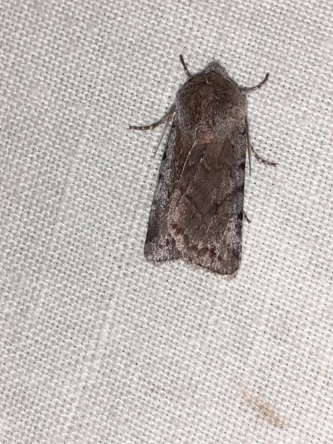Cerastis rubricosa - vörhenyes tavaszibagoly