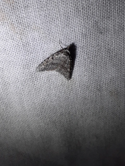 Nola cicatricalis - szürke pamacsosszövő