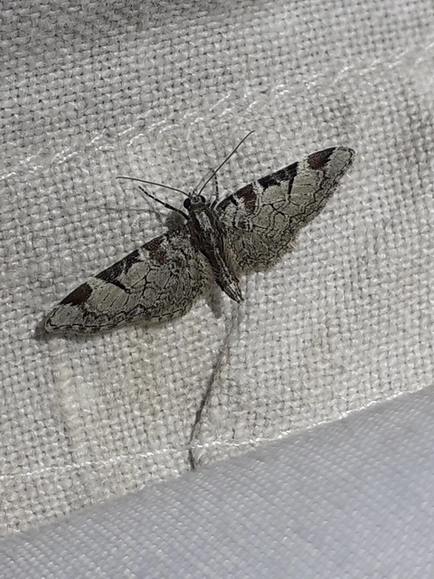 Eupithecia insigniata - hálózatos törpearaszoló