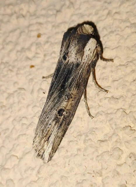 Xylena exsoleta - szürke fabagoly