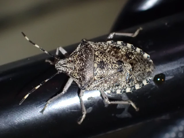 Rhaphigaster nebulosa - bencepoloska