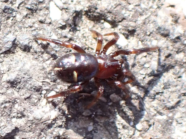 Asagena phalerata/meridionalis