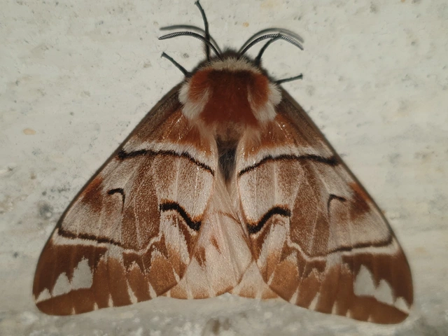 Endromis versicolora - tarkaszövő