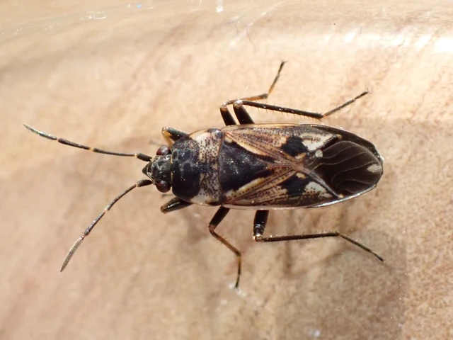 Rhyparochromus vulgaris - közönséges díszesbodobács