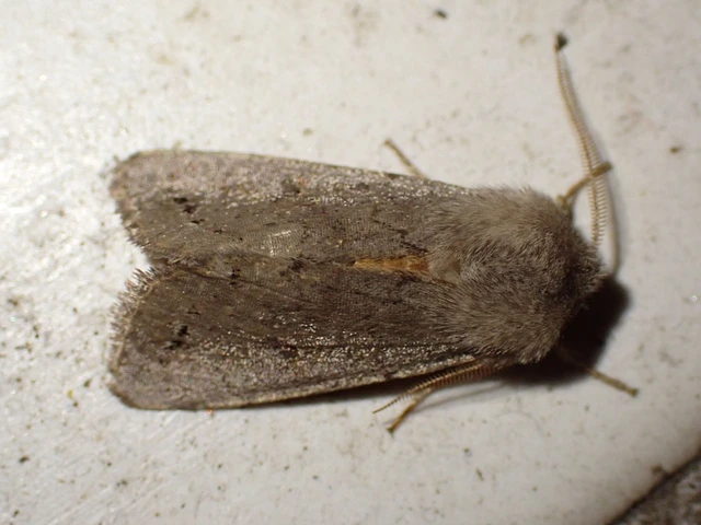 Orthosia populeti - nyárfa-barkabagoly