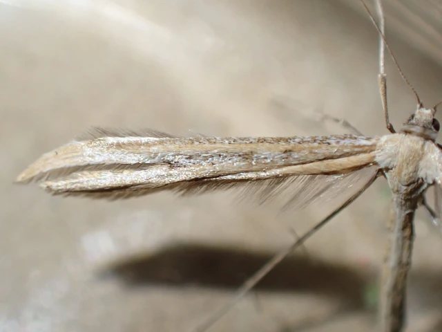 Emmelina monodactyla/argoteles