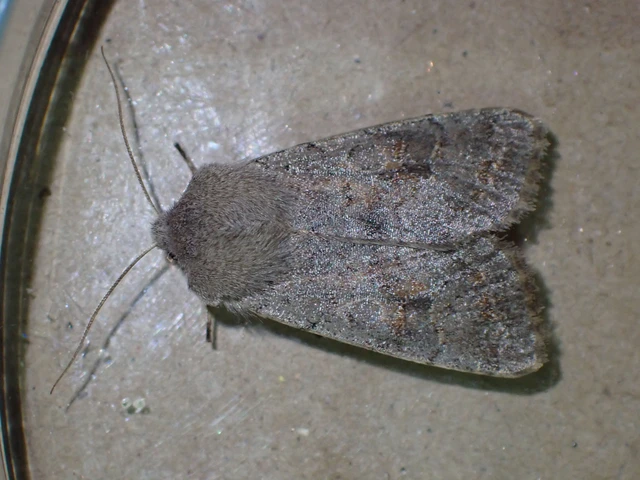 Orthosia populeti - nyárfa-barkabagoly