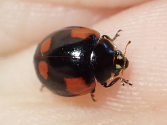 Adalia bipunctata - kétpettyes katica