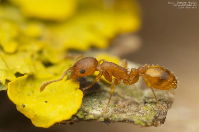 Temnothorax turcicus - sárga kéreghangya