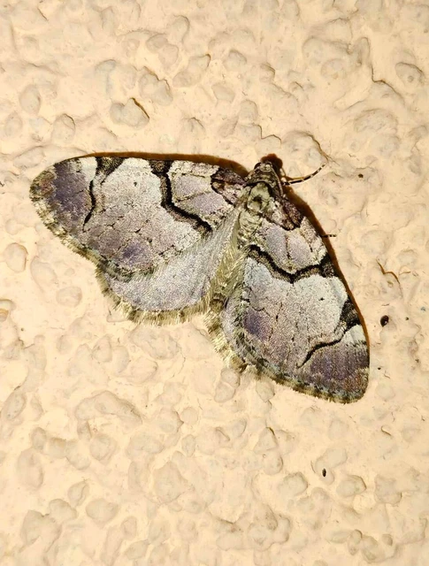 Anticlea derivata - vadrózsa-tarkaaraszoló