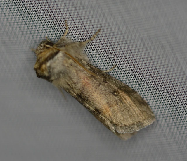 Asphalia ruficollis - vörösnyakú pihésszövő