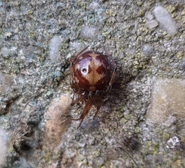 Steatoda triangulosa - háromszöges faggyúpók