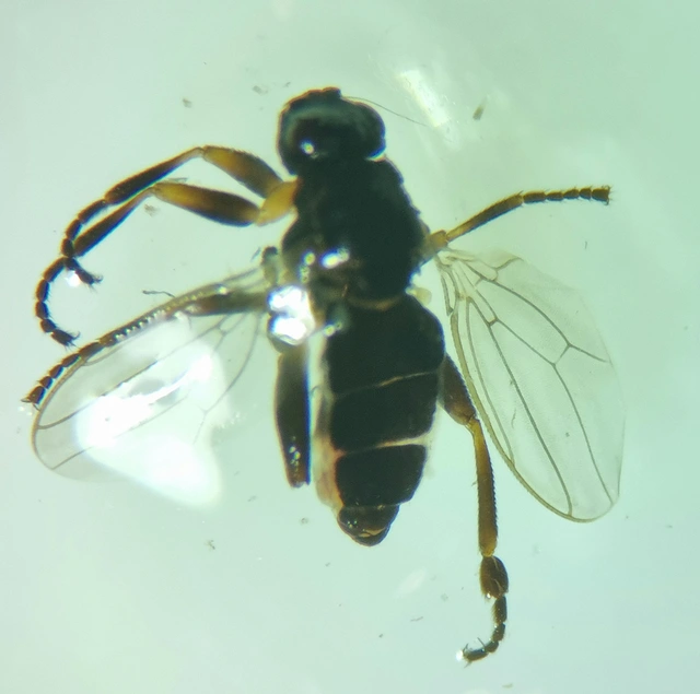 Sphaeroceridae - trágyalegyek