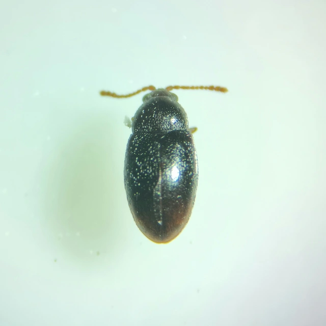 Atomaria Atomaria