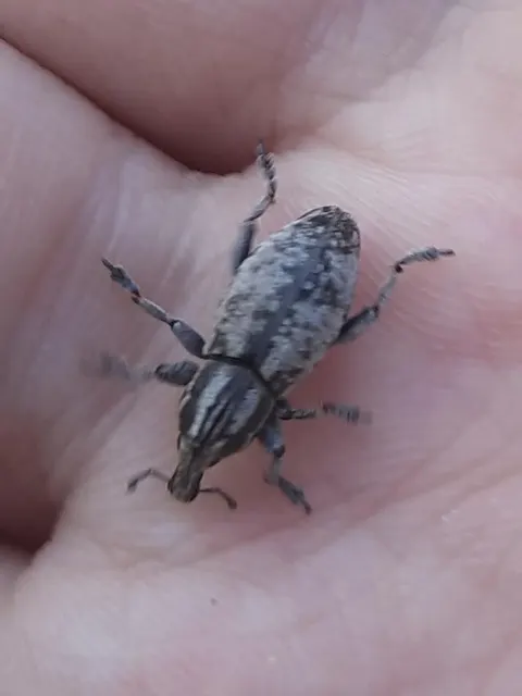 Pseudocleonus cinereus - hamvas barkó