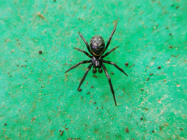 Steatoda albomaculata - koszorús törpepók
