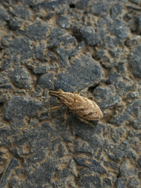 Cleonis pigra - közönséges bogáncsbarkó